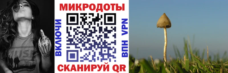закладки Пионерский Галлюциногенные грибы Cubensis